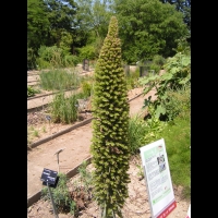 Echium Wildpretti (fam Boraginacees) (Canaries) (02)